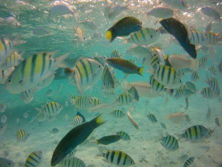 ikan di pulau harapan