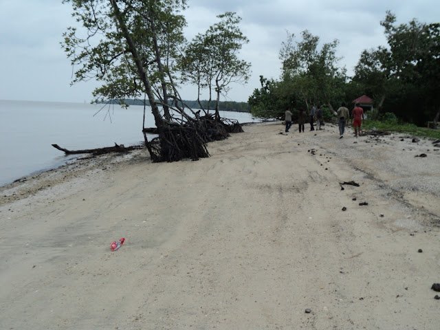 Mangrove Pantai Solop