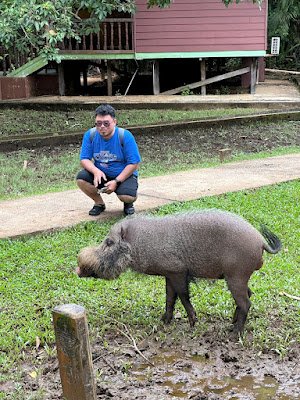 Babi hutan berjanggut Kalimantan (Bornean Bearded pig)