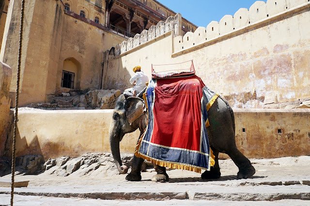 Gajah yang digunakan untuk mengangkut wisatawan di Amber Fort