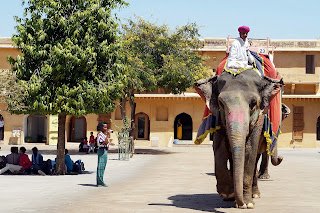 Gajah yang digunakan untuk mengangkut wisatawan di Amber Fort