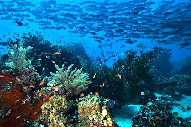 Ekosistem bawah laut Raja Ampat