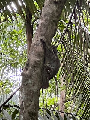 Tupai plantain (plantain squirrels)