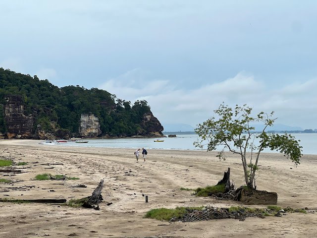 Vegetasi Pantai di Bako National Park