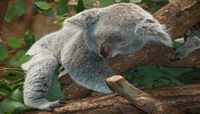 Tempat Wisata Terindah Di Australia