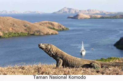 Taman Nasional Komodo