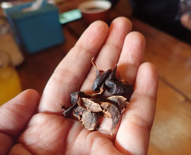 rasa cascara