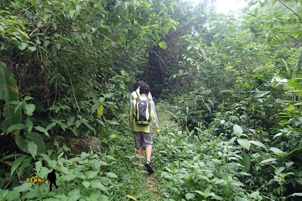 Nyaris Tidak Ada Elang yang Bermigrasi