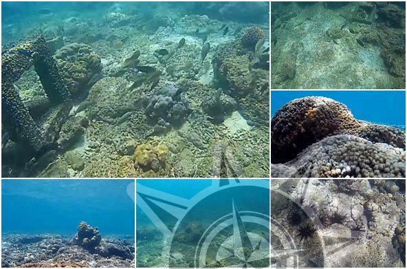 Ekosistem Bawah Laut Pulau Gill Ketapang